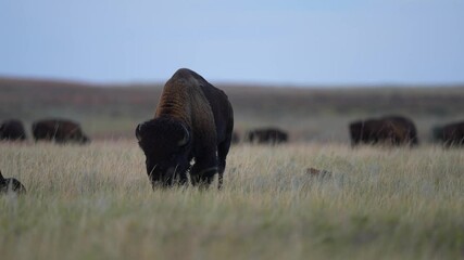 American Bison (Bison bison) Bull approaching, during late September in South Dakota, territorial rutting behavior. Slow-motion, 1/2 natural speed.