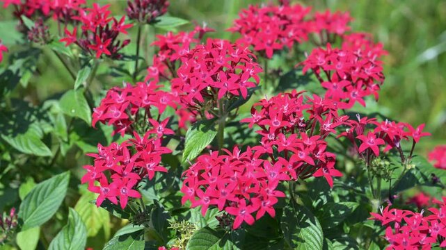 Beautiful Star Cluster (pentas lanceolata) flowers.