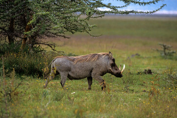 Phacochére, Phacochoerus aethiopicus,