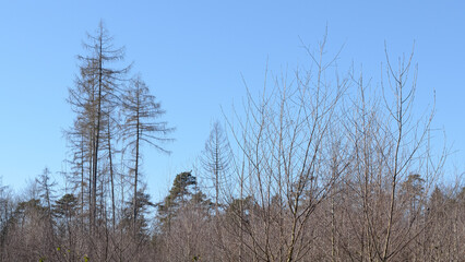 Tree trunk with bare branches and twigs in an european forest against blue sky on a sunny day, natural trees woodland landscape background
