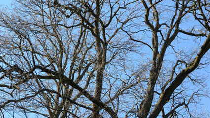 Tree trunk with bare branches and twigs in an european forest against blue sky on a sunny day, natural trees woodland landscape background