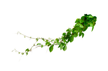 vine frame leaf vine circle Isolate on transparent background PNG file