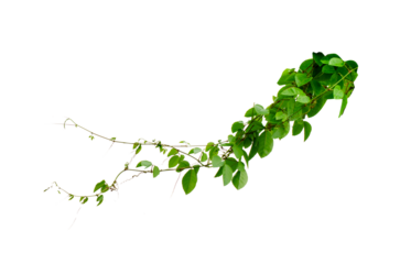 vine frame leaf vine circle Isolate on transparent background PNG file