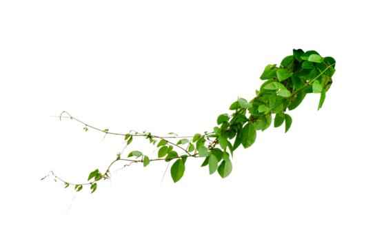 vine frame leaf vine circle Isolate on transparent background PNG file