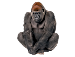 Isolated Captivating Gorilla Sitting with Pensive Gaze