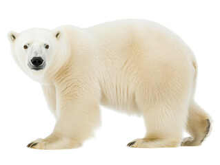Isolated Striding Polar Bear with White Fur