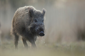 Dzik, (Sus scrofa), wild boar, boar  © Bartosz Rakoczy
