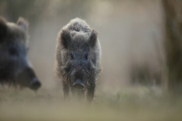 Dzik, (Sus scrofa), wild boar, boar  © Bartosz Rakoczy