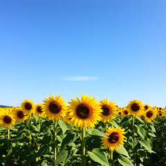 A group of sunflowers field on sunny day on blank background