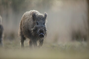 Dzik, (Sus scrofa), wild boar, boar  © Bartosz Rakoczy