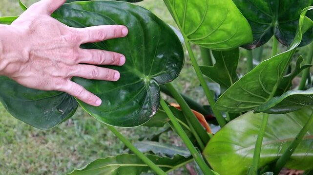 m&atilde;o tocando folha de planta 
