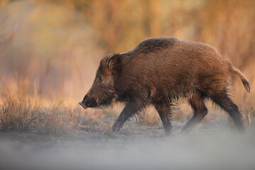 Dzik, (Sus scrofa), wild boar, boar  © Bartosz Rakoczy