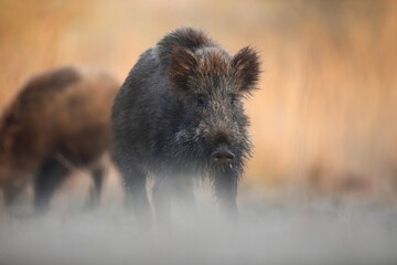 Dzik, (Sus scrofa), wild boar, boar  © Bartosz Rakoczy