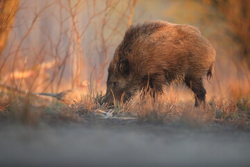 Dzik, (Sus scrofa), wild boar, boar  © Bartosz Rakoczy