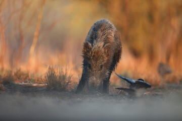 Dzik, (Sus scrofa), wild boar, boar  © Bartosz Rakoczy