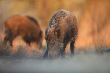 Dzik, (Sus scrofa), wild boar, boar  © Bartosz Rakoczy