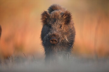 Dzik, (Sus scrofa), wild boar, boar  © Bartosz Rakoczy