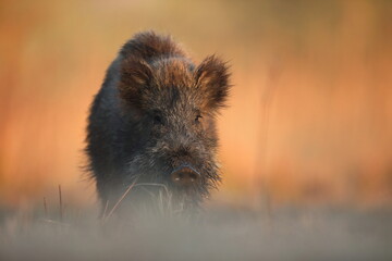 Dzik, (Sus scrofa), wild boar, boar  © Bartosz Rakoczy