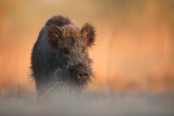 Dzik, (Sus scrofa), wild boar, boar  © Bartosz Rakoczy