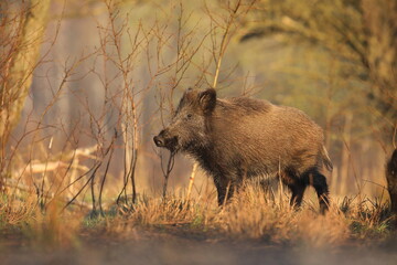 Dzik, (Sus scrofa), wild boar, boar  © Bartosz Rakoczy