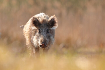Dzik, (Sus scrofa), wild boar, boar  © Bartosz Rakoczy