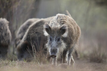 Dzik, (Sus scrofa), wild boar, boar  © Bartosz Rakoczy