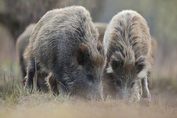 Dzik, (Sus scrofa), wild boar, boar  © Bartosz Rakoczy