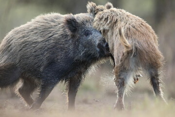 Dzik, (Sus scrofa), wild boar, boar  © Bartosz Rakoczy