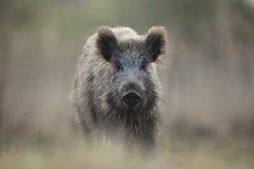 Dzik, (Sus scrofa), wild boar, boar  © Bartosz Rakoczy
