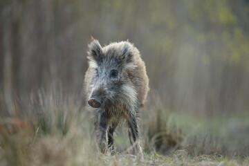 Dzik, (Sus scrofa), wild boar, boar  © Bartosz Rakoczy