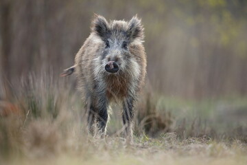 Dzik, (Sus scrofa), wild boar, boar  © Bartosz Rakoczy