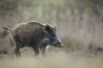 Dzik, (Sus scrofa), wild boar, boar  © Bartosz Rakoczy