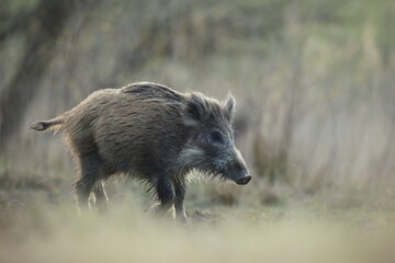 Dzik, (Sus scrofa), wild boar, boar  © Bartosz Rakoczy