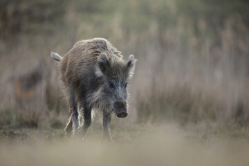 Dzik, (Sus scrofa), wild boar, boar  © Bartosz Rakoczy