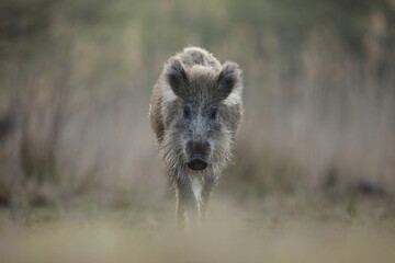 Dzik, (Sus scrofa), wild boar, boar  © Bartosz Rakoczy