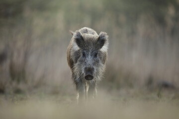 Dzik, (Sus scrofa), wild boar, boar  © Bartosz Rakoczy