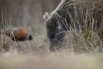 Dzik, (Sus scrofa), wild boar, boar  © Bartosz Rakoczy