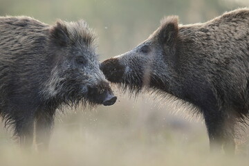 Dzik, (Sus scrofa), wild boar, boar  © Bartosz Rakoczy