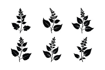 Catmint (Nepeta spp.) silhouette vector art illustration
