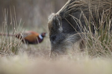 Dzik, (Sus scrofa), wild boar, boar  © Bartosz Rakoczy