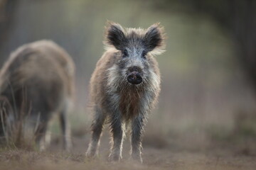 Dzik, (Sus scrofa), wild boar, boar  © Bartosz Rakoczy