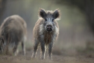 Dzik, (Sus scrofa), wild boar, boar  © Bartosz Rakoczy