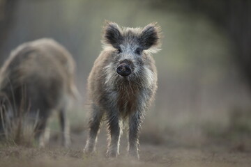 Dzik, (Sus scrofa), wild boar, boar  © Bartosz Rakoczy