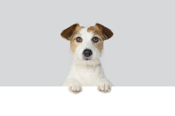 Close-up jack russell dog peeking over a white blank hanging its paws over. Isolated on grey background