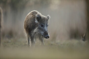Dzik, (Sus scrofa), wild boar, boar  © Bartosz Rakoczy