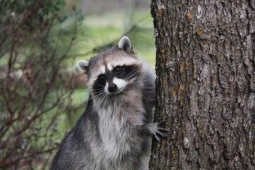 Obraz premium Raccoon Climbing Tree: Dynamic image of a raccoon climbing a mossy tree, perfect for illustrating wildlife agility and forest habitats. 