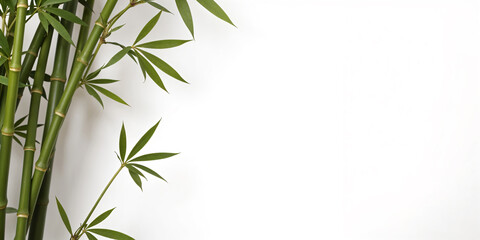 Many bamboo stalks on white background. Green bamboo horizontal background with stems and leaves on white