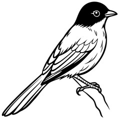 Eastern phoebe bird silhouette vector on white background.