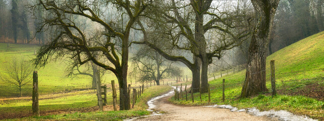 Idyllic rural pathway in winter with beautiful bare trees on green hills © Smileus