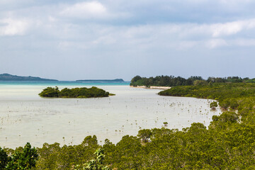 マングローブ広がる沖縄県小浜島の遠浅ラグーン自然がもたらす静寂と癒しの入り江